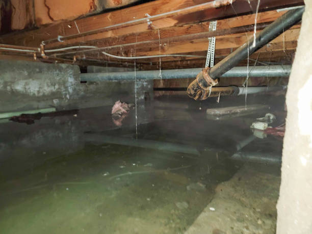 Best Water damage restoration experts  in Antlers, OK